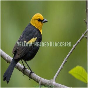 Yellow-headed Blackbird