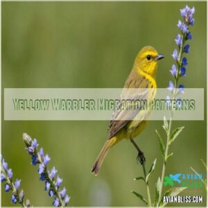 Yellow Warbler Migration Patterns