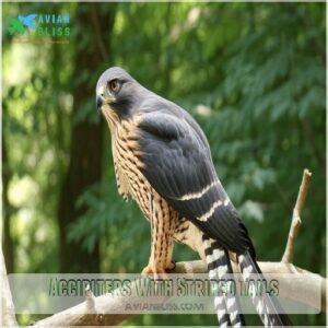 Accipiters With Striped Tails