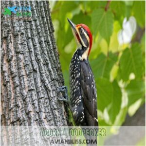 Acorn Woodpecker