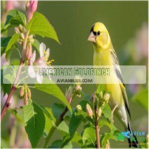 American Goldfinch