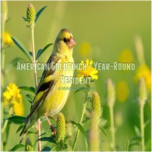 American Goldfinch - Year-Round Resident