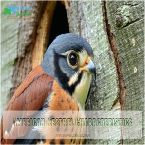 American Kestrel Characteristics