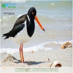 American Oystercatcher