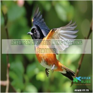 American Redstart Wing-Flicking Behavior