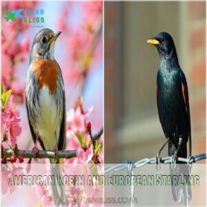 American Robin and European Starling