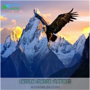 Andean Condor Features