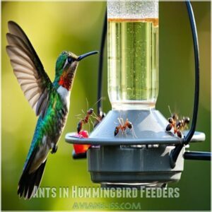 Ants in Hummingbird Feeders