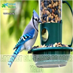 Attract Blue Jays to Your Yard