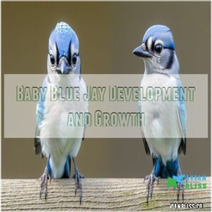 Baby Blue Jay Development and Growth