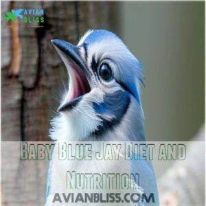 Baby Blue Jay Diet and Nutrition