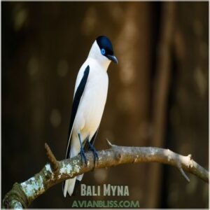 Bali Myna