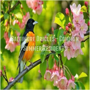 Baltimore Orioles - Common Summer Residents