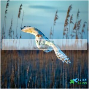 Barn Owl