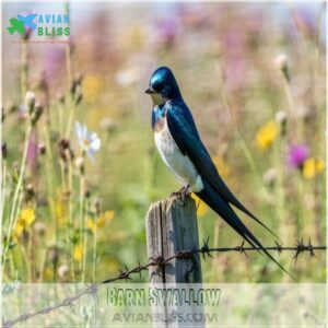 Barn Swallow