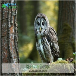 Barred Owls