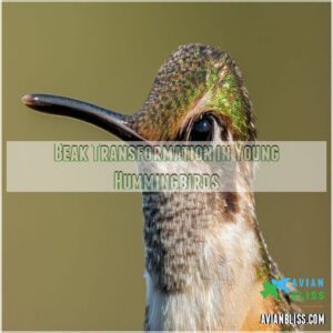 Beak Transformation in Young Hummingbirds