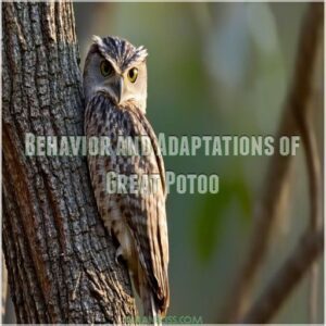 Behavior and Adaptations of Great Potoo