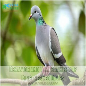 Behavior and Temperament of Ring-necked Doves