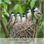 Chickadee Nests Facts Habits And Tips For Attracting Them