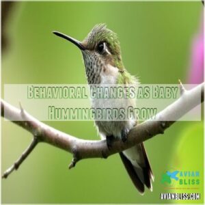 Behavioral Changes as Baby Hummingbirds Grow