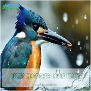 Belted Kingfisher Unique Traits