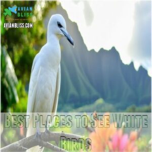 Best Places to See White Birds