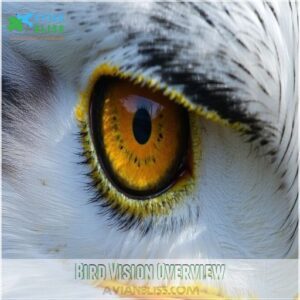 Bird Vision Overview