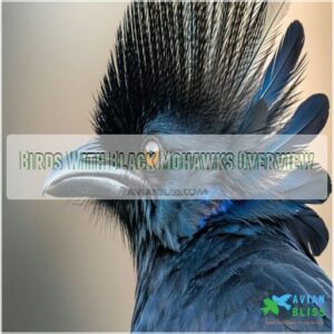 Birds With Black Mohawks Overview