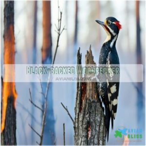 Black-backed Woodpecker