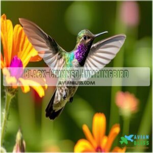 Black-Chinned Hummingbird