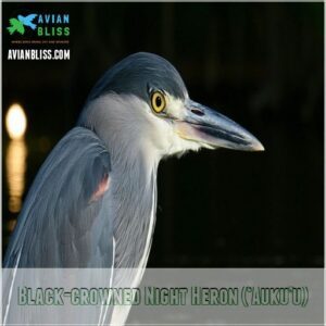 Black-crowned Night Heron (‘Auku’u)