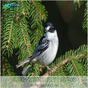 Black-throated Gray Warbler