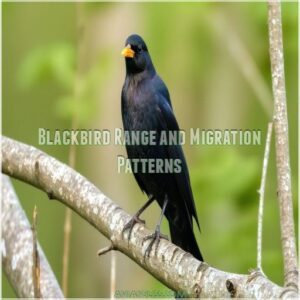 Blackbird Range and Migration Patterns