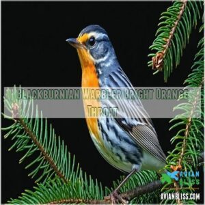 Blackburnian Warbler Bright Orange Throat