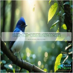 Blue-and-White Flycatcher