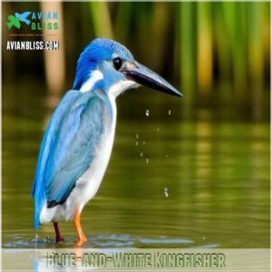 Blue-and-White Kingfisher