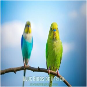 Blue Birds of Africa