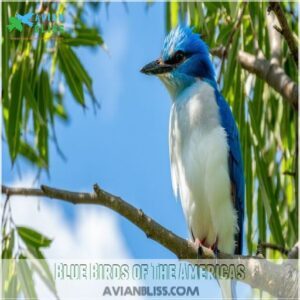 Blue Birds of The Americas