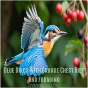 Blue Birds With Orange Chest Diet and Foraging