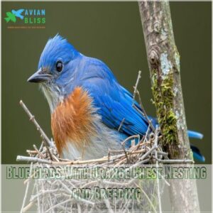 Blue Birds With Orange Chest Nesting and Breeding