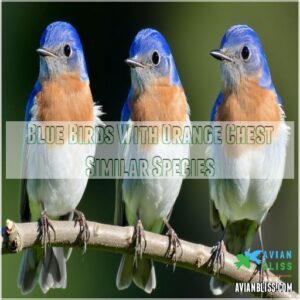 Blue Birds With Orange Chest Similar Species