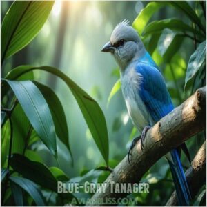 Blue-Gray Tanager