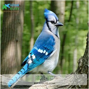 Blue Jay