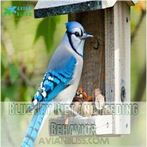 Blue Jay Diet and Feeding Behavior