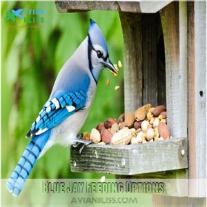 Blue Jay Feeding Options