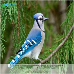 Blue Jay Sounds and Behavior