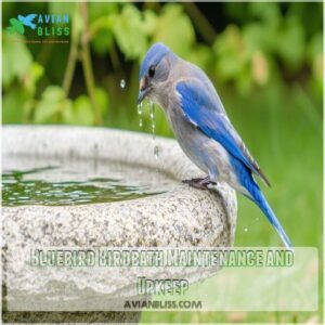 Bluebird Birdbath Maintenance and Upkeep