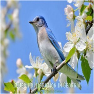 Bluebird Migration in Georgia