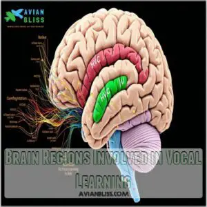 Brain Regions Involved in Vocal Learning